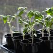 How and what to feed tomato and pepper seedlings
