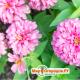Humble and charming zinnias