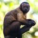 Vrste majmuna s imenima, karakteristikama svake pasmine Koji je rep makake