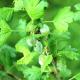 Getting rid of powdery mildew on gooseberries without harming the plant