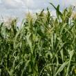 Características botánicas del maíz