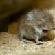 Tiny shrew (sorex minutissimus)
