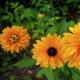 Rudbeckia is spinous.  Rudbeckia is a perennial.  flower planting technology