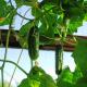 How to grow and tie cucumbers on a balcony or windowsill at home