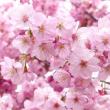 Sakura-Pflanze: Beschreibung des Baumes und seiner Sorten Sakura Japanische Kirsche