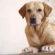 Why the dog does not eat dry food and what to do about it