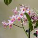 Najčešći tipovi orhideja Phalaenopsis u zatvorenom prostoru s velikim cvjetovima
