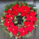 Christmas star - a flower symbolizing the holiday, how to grow it at home