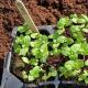 Cara menanam mint di rumah: tips menanam dan merawat