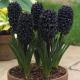 Bouquets aromatik gjatë gjithë vitit: tiparet e kultivimit dhe distilimit të hyacinths në shtëpi