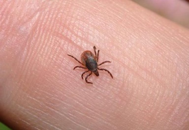 Signs of a tick bite in a person, symptoms and possible consequences