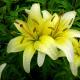 Photos and descriptions of varieties and types of lilies According to coloring they are