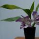 Kako odrediti vrstu orhideje?