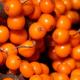 Is sea buckthorn possible for pregnant women: facts in favor of a natural product