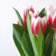 Tulips.  Growing from A to Z. Tulips Tulips are annual or perennial flowers