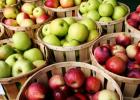 مربى التفاح الصيفي والخريفي: كلاسيكي ومتنوع صنع مربى التفاح في المنزل
