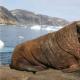 Walrus - dunia hewan yang menakjubkan