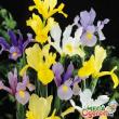 Iris bulat: deskripsi, penanaman, dan perawatan Iris Carpathian care