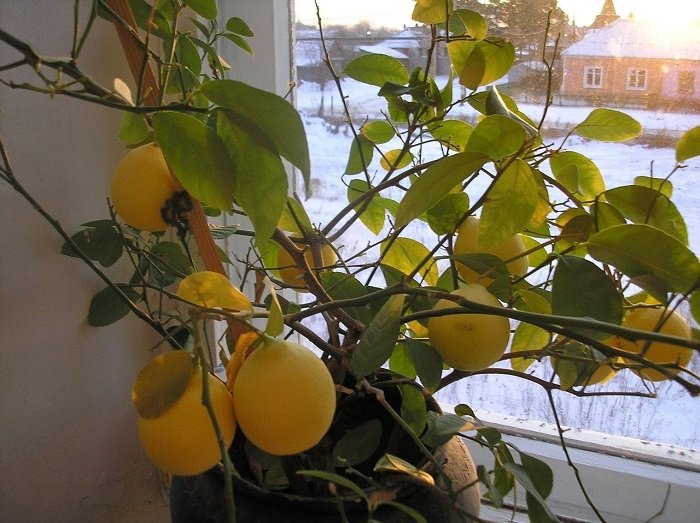 Pse këshillat e gjetheve thahen në një pemë limoni