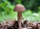 Boletus 버섯 - 유익한 특성, 금기 사항 및 조리법