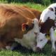 سرطان الدم في الأبقار هو مرض عضال يشكل خطورة على الحيوانات والبشر.