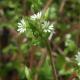Types of chickweed and how to distinguish medicinal