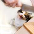 Empfehlungen, wie oft eine Katze pro Tag gefüttert werden sollte, abhängig vom Gewicht und der Art des Futters