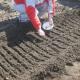 Mbjellja e koprës para dimrit për një korrje rekord Mbjellja e koprës në tokë të hapur