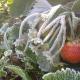 रिमॉन्टेंट स्ट्रॉबेरी का रोपण और देखभाल खुले मैदान में रिमॉन्टेंट स्ट्रॉबेरी का पौधा लगाएं