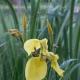 Iris guli: tavsifi va turlari, fotosuratlari irislar qanday ranglarda bo'ladi?