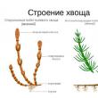 Moss mosses and horsetails Types of horsetail propagation