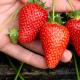 چگونه از توت فرنگی های ریمونتانت نگهداری کنیم چه زمانی توت فرنگی های سبیل دار را بکاریم