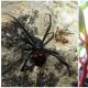 Kelas Arachnida: struktur luar Struktur internal laba-laba