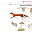 Caracteristici și exemple de lanțuri trofice la animale