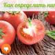 Where does the tomato come from and why is it called that? Tomato plant description
