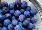 Compot delicios de prune cu semințe pentru iarnă fără sterilizare Compot de prune de prune pentru iarnă