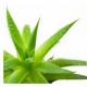 Aloe Vera - propiedades medicinales y contraindicaciones del agave Uso de aloe vera en medicina