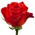एक सपने में गुलाब लीजिए। गुलाब सपने क्यों देखते हैं मार्टिन जेडकी की ड्रीम व्याख्या