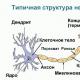 Klassifikation, Organe und Funktionen Struktur und Funktionen des menschlichen Nervensystems Tabelle