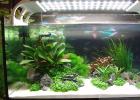 VILÁGÍTÁS akváriumi növényekhez, LED-ek és LED-tömbök